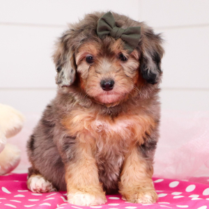 Bernedoodle Puppy Fiona