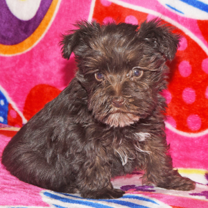 Miniature Schnauzer Puppy Mazie