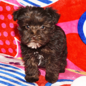 Miniature Schnauzer Puppy Mazie
