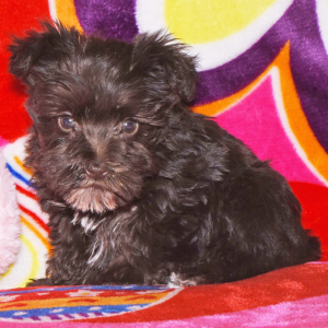 Miniature Schnauzer Puppy Mazie