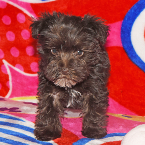 Miniature Schnauzer Puppy Mazie