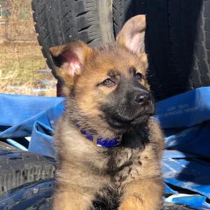 German Shepherd Dog Puppy Magnolia
