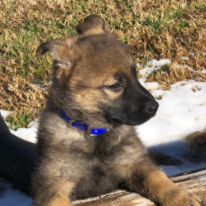 German Shepherd Dog Puppy Magnolia