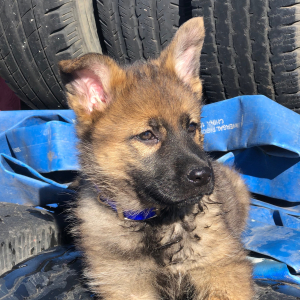 German Shepherd Dog Puppy Magnolia