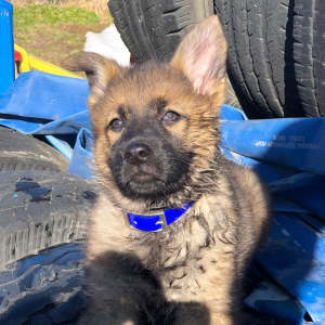 German Shepherd Dog Puppy Magnolia