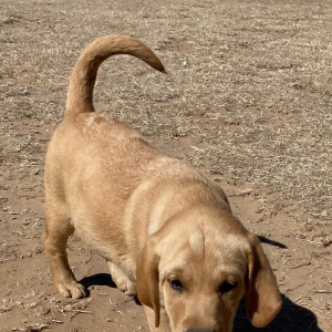 Labrador Retriever Puppy Lyle