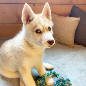 Siberian Husky Puppy Cosmo