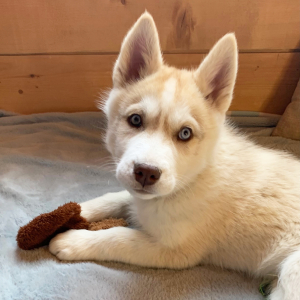Siberian Husky Puppy Cosmo