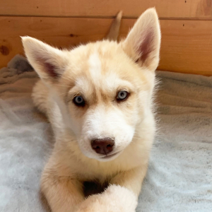 Siberian Husky Puppy Cosmo