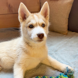 Siberian Husky Puppy Cosmo