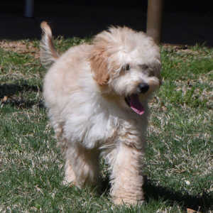 Goldendoodle Puppy Gavyn