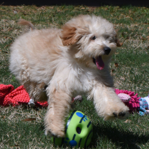 Goldendoodle Puppy Gavyn