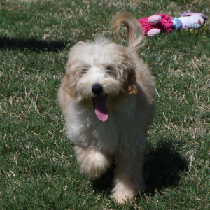 Goldendoodle Puppy Gavyn