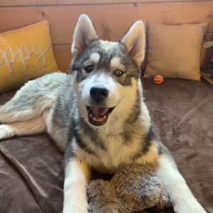 Siberian Husky Puppy Sage