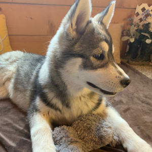 Siberian Husky Puppy Sage