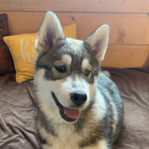 Siberian Husky Puppy Sage
