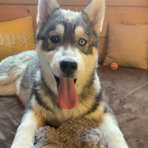 Siberian Husky Puppy Sage