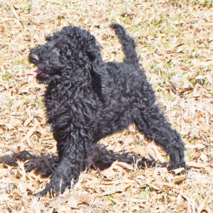 Poodle Puppy Ralphie