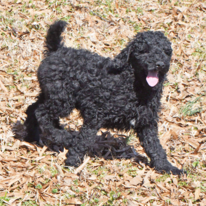 Poodle Puppy Ralphie