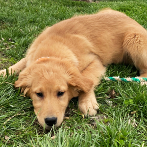 Golden Retriever Puppy Coral