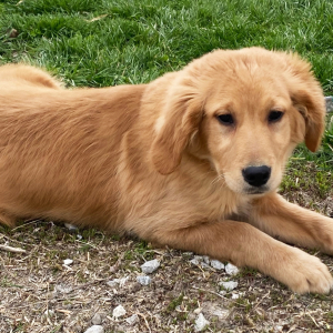 Golden Retriever Puppy Coral