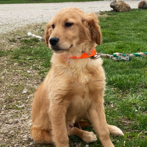 Golden Retriever Puppy Coral