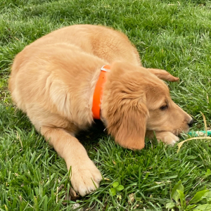 Golden Retriever Puppy Coral