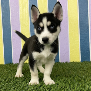 Siberian Husky Puppy Willy