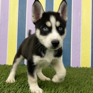 Siberian Husky Puppy Willy
