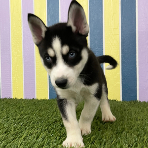 Siberian Husky Puppy Willy