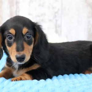 Dachshund Puppy Caden
