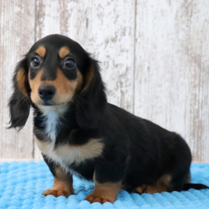 Dachshund Puppy Caden