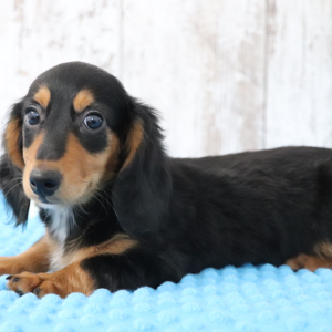 Dachshund Puppy Caden