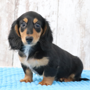 Dachshund Puppy Caden