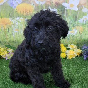 Yorkiepoo Puppy Kate