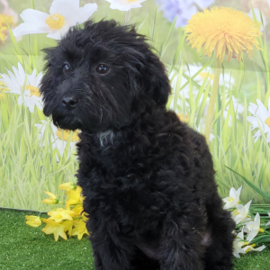 Yorkiepoo Puppy Kate