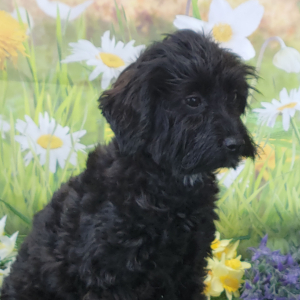 Yorkiepoo Puppy Kate