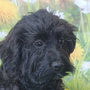 Yorkiepoo Puppy Kate
