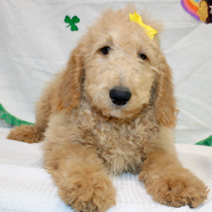Goldendoodle Puppy Mari