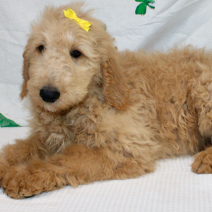 Goldendoodle Puppy Mari