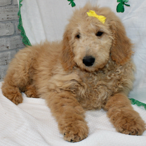 Goldendoodle Puppy Mari