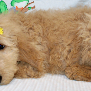 Goldendoodle Puppy Mari