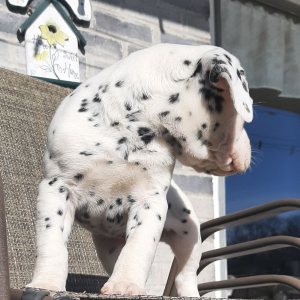 Dalmatian Puppy Zion
