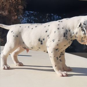 Dalmatian Puppy Zion