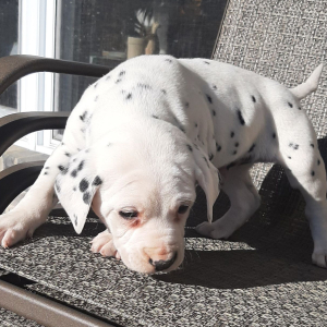 Dalmatian Puppy Zion