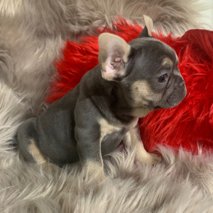 French Bulldog Puppy Bonanza