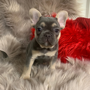 French Bulldog Puppy Bonanza