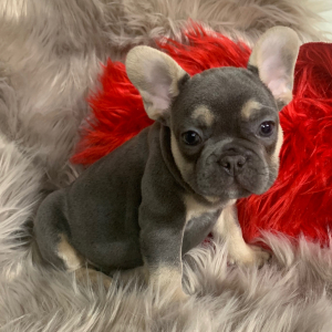 French Bulldog Puppy Bonanza