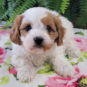 Cavapoo Puppy Kelso
