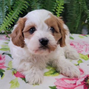 Cavapoo Puppy Kelso